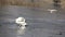 Drone flying and take photo pair white swans on spring ice