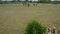 Drone following a herd of sheep. Sheeps running on a pasture. Aerial view