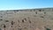 Drone footage following wild game in the kalahari desert