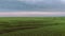 Drone Footage Of Grain Field. Agriculture, Farming Concept.