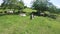 A drone footage of a herd of dairy cows on a green pasture in summer