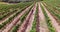 Drone footage of wine farm