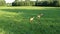 Drone hover above three roe deer on green summer morning meadow