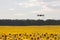 Drone hovering over sunflower field in clear blue sky partly clouded.