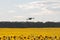 Drone hovering over sunflower field in clear blue sky partly clouded.