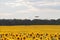 Drone hovering over sunflower field in clear blue sky partly clouded.