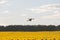 Drone hovering over sunflower field in clear blue sky partly clouded.