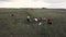 drone movement along cows in pasture