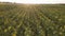 drone moves along a large field with sunflowers