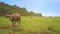 Drone Passes Young Buffalo and Moves to Endless Grass Field