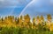 Drone photo, from low height: double rainbow over summer pine tree forest, very clear skies and clean rainbow colors. Scandinavian