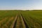 Drone photography of agricultural field and tractor tire tracks