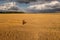 Drone photography of agriculture fields and square hale bales