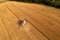 Drone photography of farmer with a combine harvesting a yellow agriculture grain field
