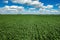 Drone photography, high angle view of green unripe corn crop field in summer