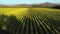 Drone Point of View tobacco field landscape in the evening at countryside of Chile