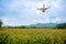 The drone with professional camera takes pictures of the corn farm.