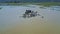 Drone Rotates above Buffaloes in Dirty Water by Village