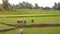 Drone Rotates above Buffaloes Pastured on Rice Plantations