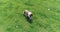 Drone shot above a cow alone eating