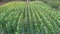 Drone shot aerial view of corn field agricultural farm