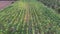 Drone shot aerial view of corn field agricultural farm