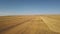 Drone shot closing in on a herd of cattle pasturing in a golden rural field