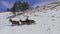 Drone shot of a family of wild marals running away through the snow.