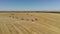 Drone shot flying over combine harvesters working on wheat field