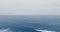 Drone shot footage of a gray whale in the blue ocean Ruby Beach, Olympic National Park, Washington, USA