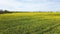 Drone shot of a oilseed field in blossom with a lot of yellow color