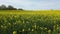 Drone shot of a oilseed field in blossom with a lot of yellow color