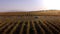 Drone shot from the side of a car cruising through beautiful vineyards in Vrsac\\\'s countryside