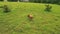 Drone spinning around a cow in the middle of the field in a rural area