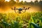 Drone spraying Liquid fertilizers, hormones to nourish crops on agricultural field