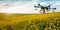 A drone sprays a yellow field of rapeseed from pests in a cloudy sky