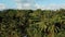 Drone stock footage with top view of rice field on a center of palm forest