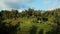 Drone stock footage with top view of rice field on a center of palm forest