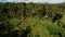 Drone stock footage with top view of rice field on a center of palm forest