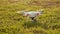 Drone take off on a grassy field