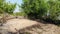 Drone take off and move forward with tripod mode near mangrove forest beach at Songkhla lake in Thailand