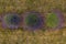 Drone top down view of decorative lavender gardens in a line