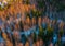 Drone top view of beautiful forest. Pines and bare tees in sunlight. Winter landscape from above.