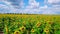 Drone video field of blooming sunflowers