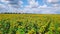 Drone video field of blooming sunflowers