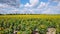 Drone video field of blooming sunflowers