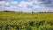 Drone video field of blooming sunflowers