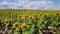 Drone video field of blooming sunflowers