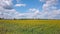 Drone video field of blooming sunflowers