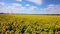 Drone video field of blooming sunflowers